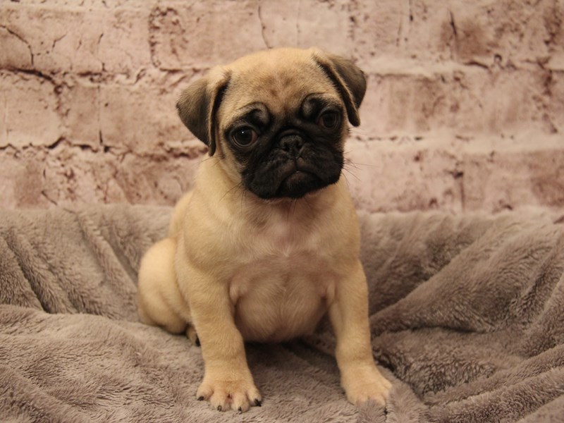 Pug- Available 1/18-Female-Fawn-3967923-PetCenter Old Bridge