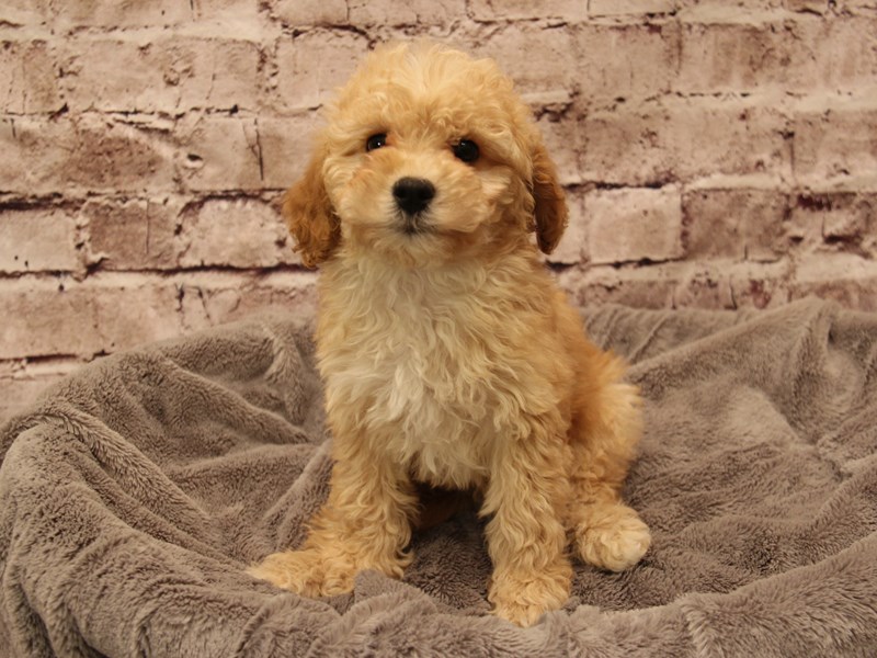 Cavapoo- Available 1/25-DOG-Male-Apricot-3977341-PetCenter Old Bridge