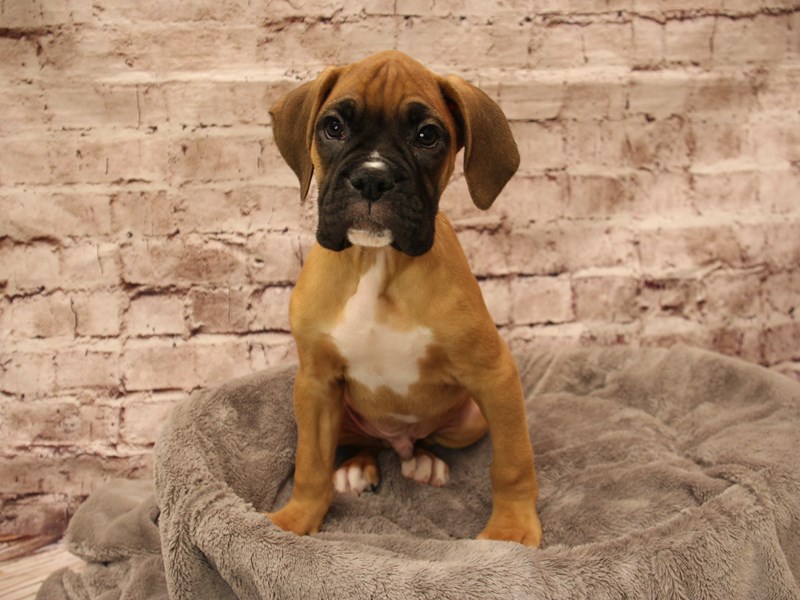 Boxer- Available 1/25-Male-Fawn-3967789-PetCenter Old Bridge