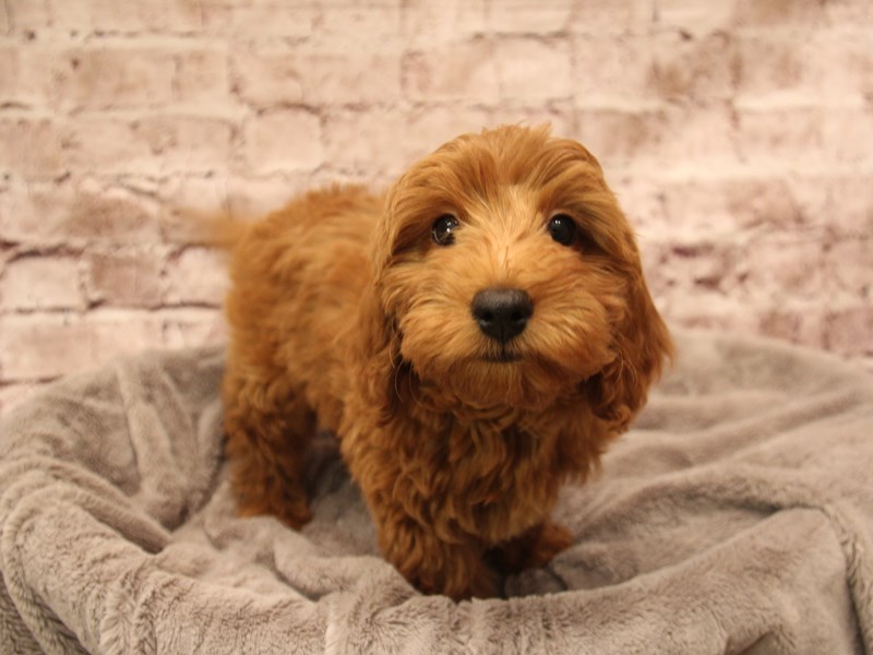 Mini Goldendoodle- Available 1/25-Female-Light Red-3977295-PetCenter Old Bridge