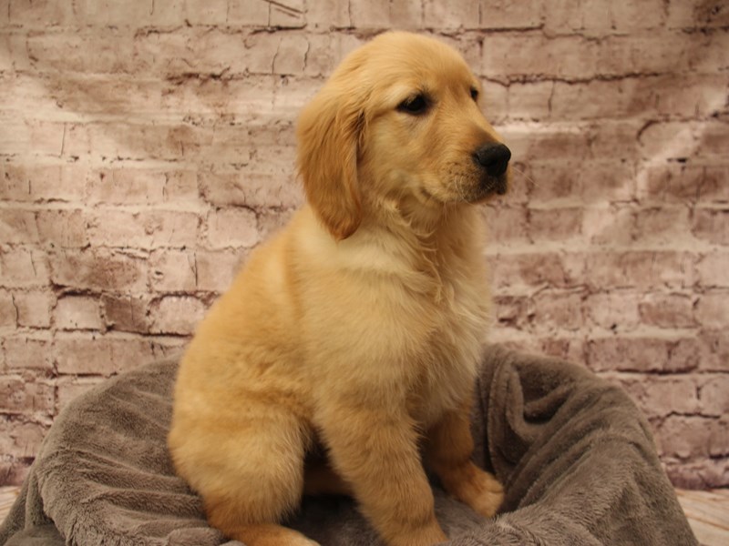 Golden Retriever- Available 2/1-DOG-Male-Red-3987896-PetCenter Old Bridge