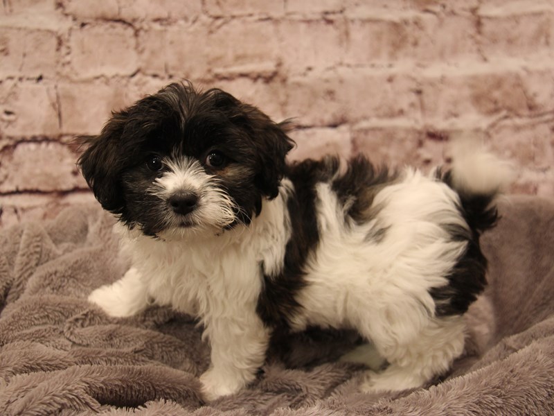 Teddy Bear- Available 2/1-DOG-Female-Tri-Colored-3987951-PetCenter Old Bridge