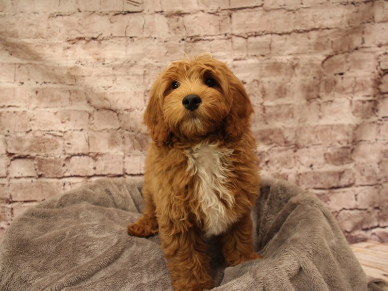 Mini Goldendoodle- Available 2/1-Male-Brown-3987897-PetCenter Old Bridge