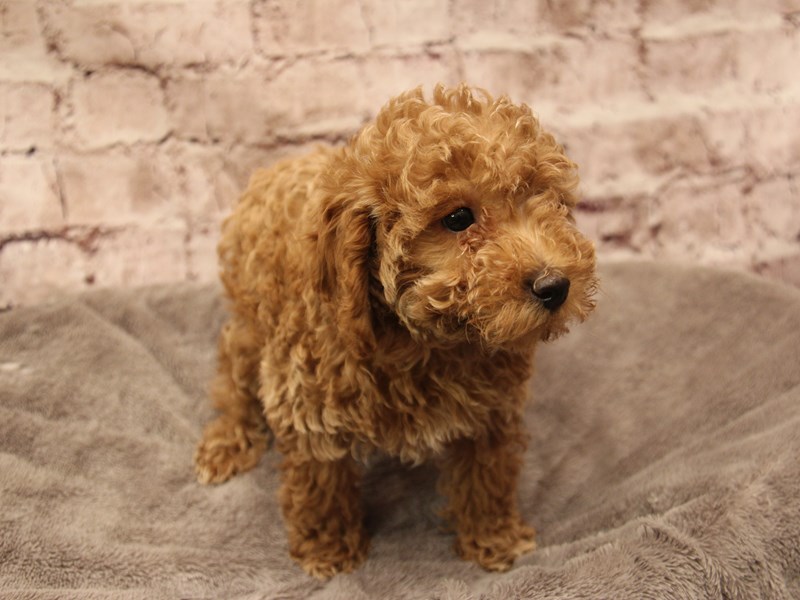 Poodle- Available 2/1-DOG-Male-Apricot-3988087-PetCenter Old Bridge