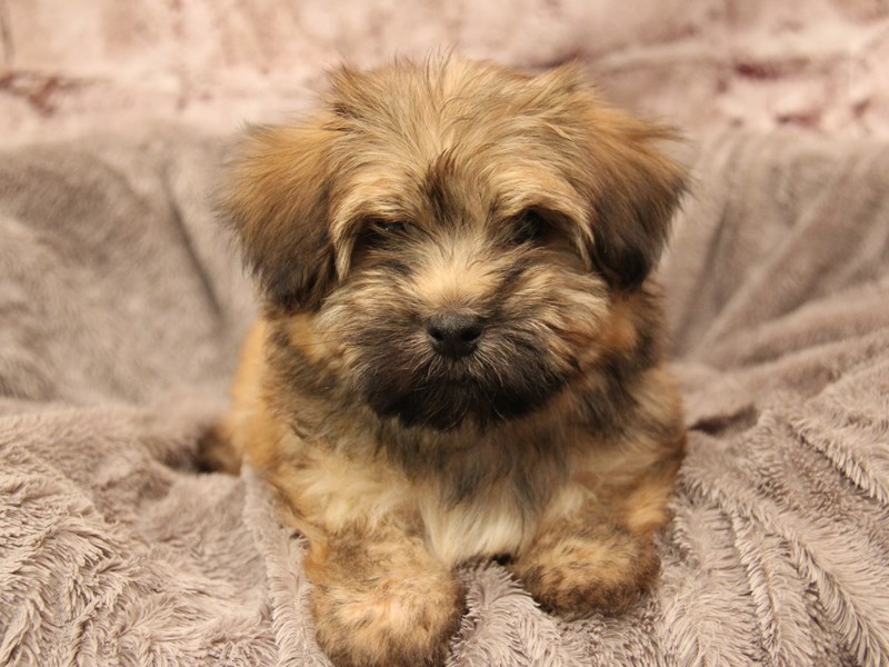 Havanese- Available 2/1-Male-Sable-3988053-PetCenter Old Bridge