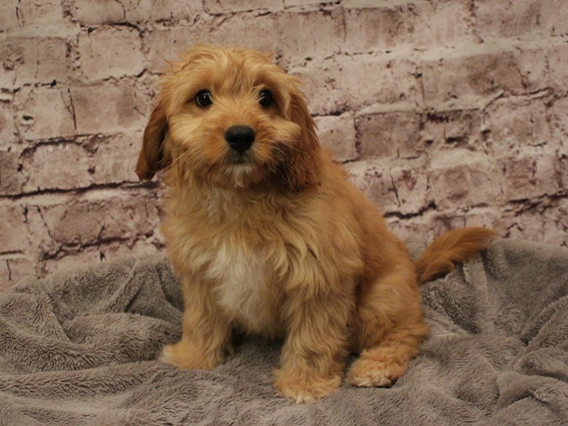 Cavapoo- Available 2/8-Male-Apricot-3997901-PetCenter Old Bridge