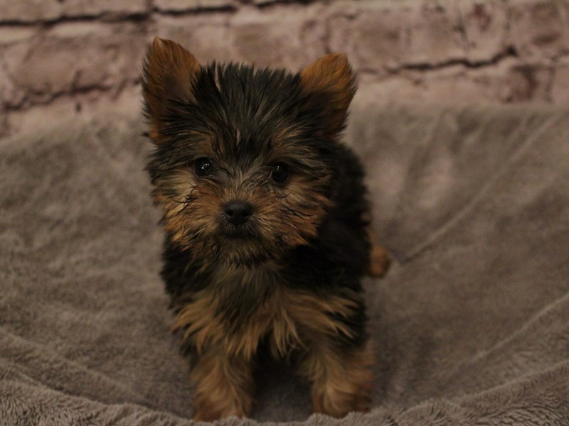 Yorkshire Terrier- Available 2/8-Female-Black and Tan-3999639-PetCenter Old Bridge