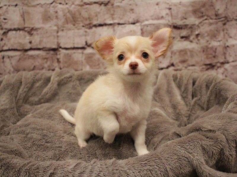 Chihuahua- Available 2/8-Female-Cream / White-3998538-PetCenter Old Bridge