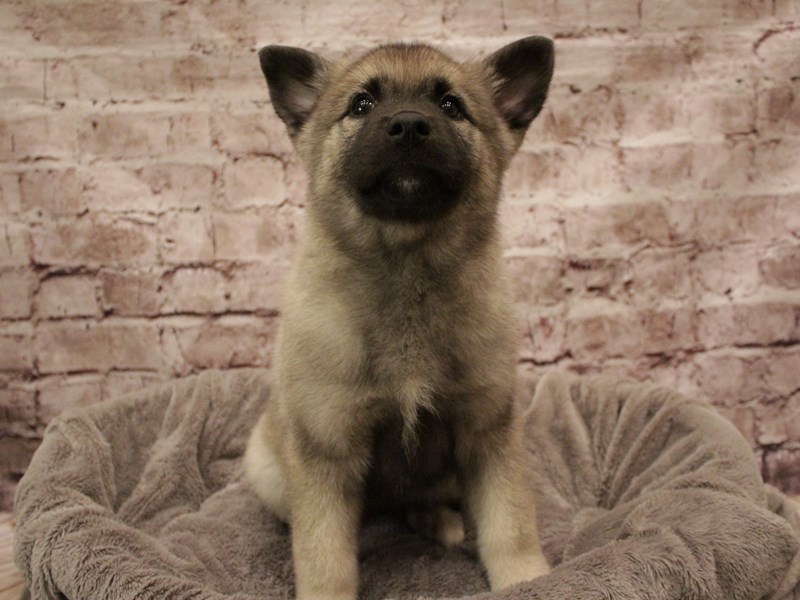 Norwegian Elkhound- Available 2/8-DOG-Female-Black / Silver-3998529-PetCenter Old Bridge