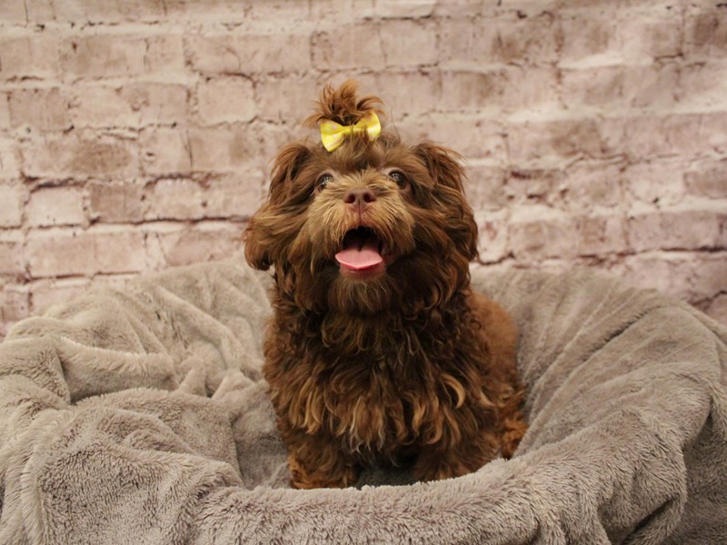 Shihpoo- Available 12/7-DOG-Female-Grizzle-3911192-PetCenter Old Bridge