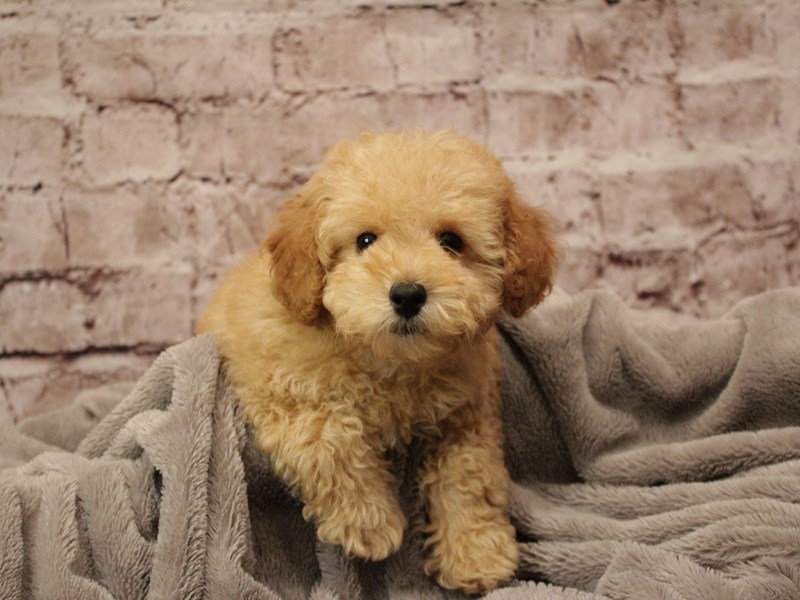 Poodle- Available 2/8-Male-Buff-3998536-PetCenter Old Bridge