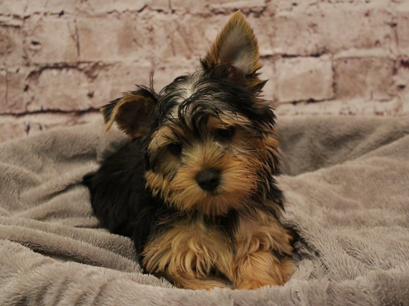 Yorkshire Terrier- Available 2/8-Male-Black / Tan-3998532-PetCenter Old Bridge