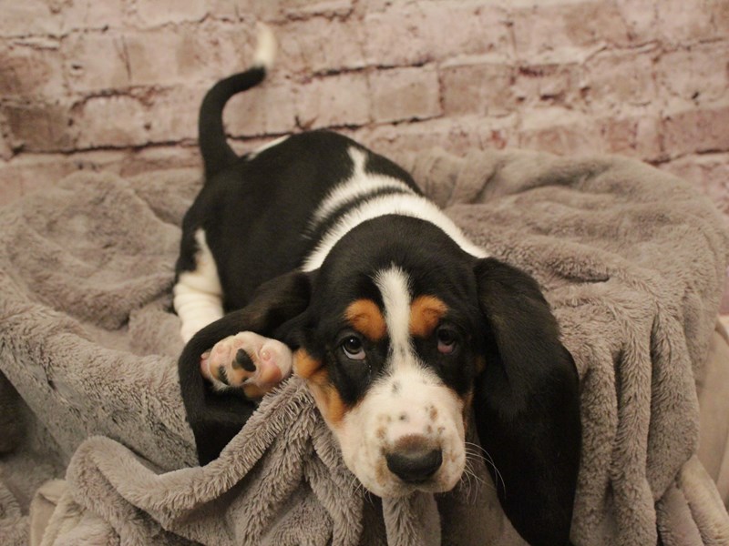 Basset Hound- Available 2/16-DOG-Male-Tri-Colored-4007905-PetCenter Old Bridge