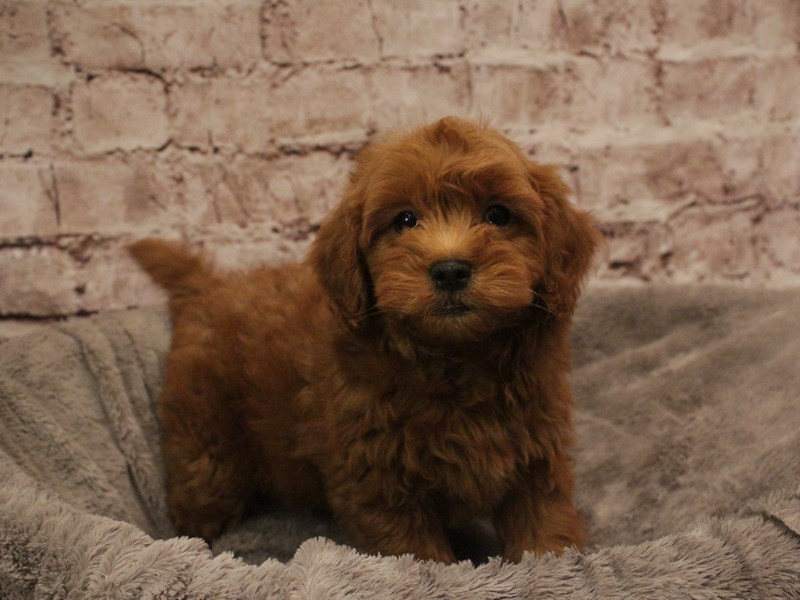 Mini Goldendoodle- Available 2/16-Male-Red-4007906-PetCenter Old Bridge
