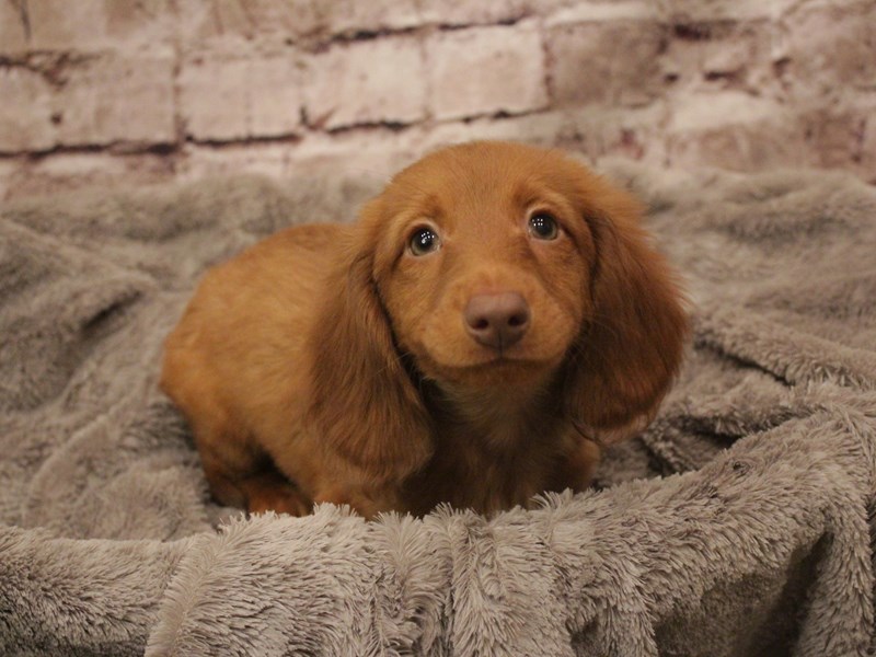 Dachshund- Available 2/16-Male-Red-4007911-PetCenter Old Bridge