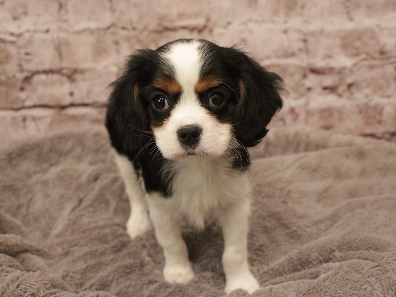 Cavalier King Charles Spaniel-Male-Tri-Colored-4008079-PetCenter Old Bridge