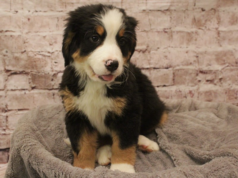 Bernese Mountain Dog- Available 2/16-Female-Tri-Colored-4008081-PetCenter Old Bridge
