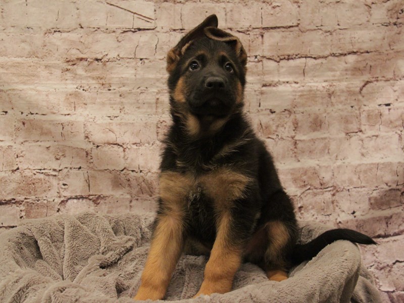 German Shepherd- Available 3/1-DOG-Male-Black / Red-4027966-PetCenter Old Bridge
