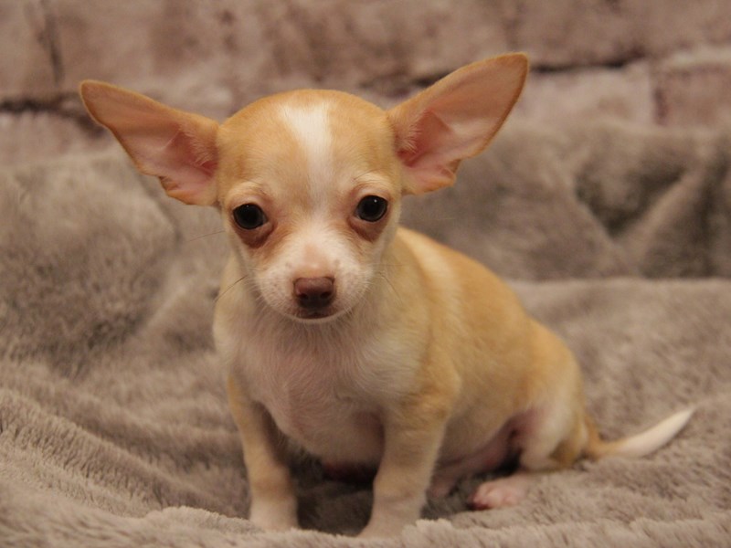 Chihuahua-DOG-Female-Fawn / White-4029306-PetCenter Old Bridge