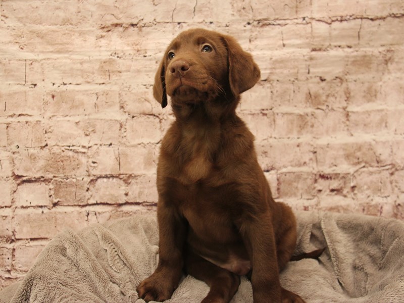 Labrador Retriever- Available 2/1-DOG-Male-Chocolate-3906945-PetCenter Old Bridge
