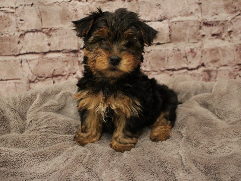 Yorkshire Terrier- Available 2/8-Male-Black and Tan-3999642-PetCenter Old Bridge