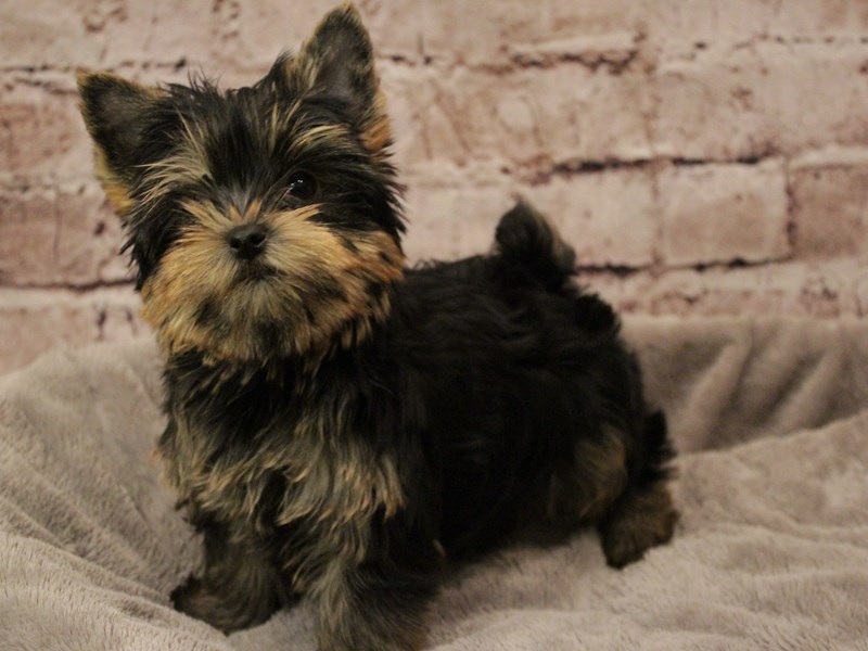 Yorkshire Terrier- Available 2/8-Male-Black / Tan-3998531-PetCenter Old Bridge