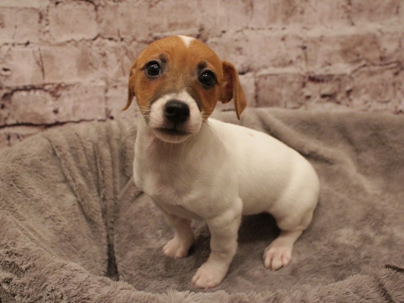 Jack Russell Terrier- Available 2/16-Female-Tan / White-4008080-PetCenter Old Bridge