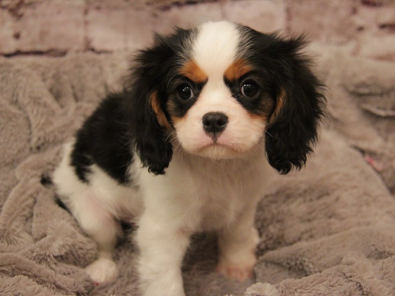 Cavalier King Charles Spaniel- Available 3/1-Male-Tri-Colored-4028027-PetCenter Old Bridge