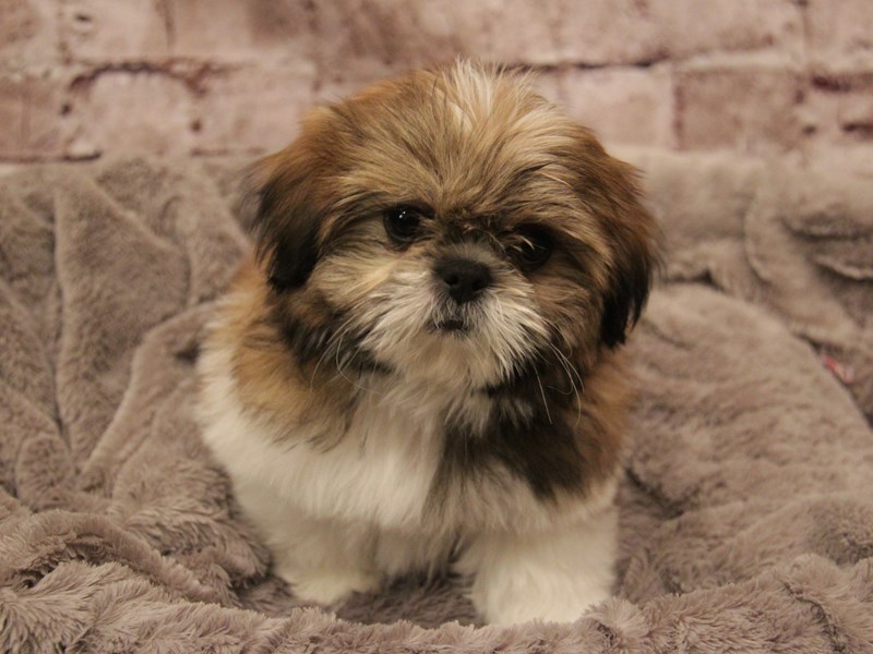 Shih Tzu- Available 3/1-Male-Gold-4027968-PetCenter Old Bridge
