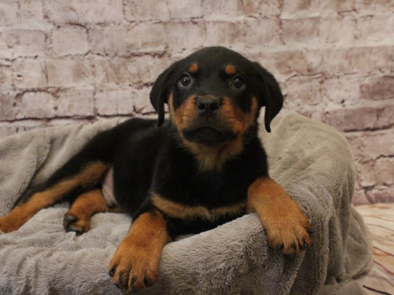 Rottweiler- Available 3/8-Male-Black / Tan-4038193-PetCenter Old Bridge