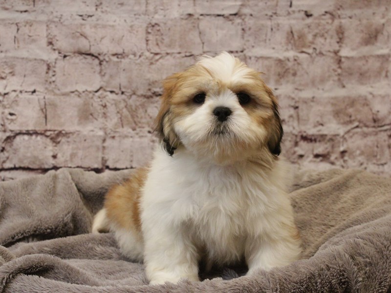 Lhasa Apso- Available 3/8-Male-Brown / White-4038197-PetCenter Old Bridge