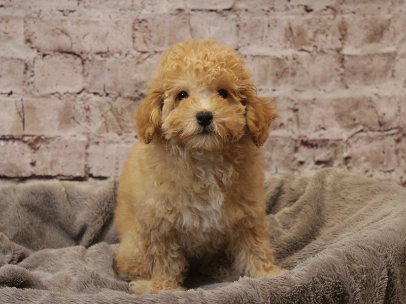 Poodle- Available 3/8-Female-Apricot-4038199-PetCenter Old Bridge