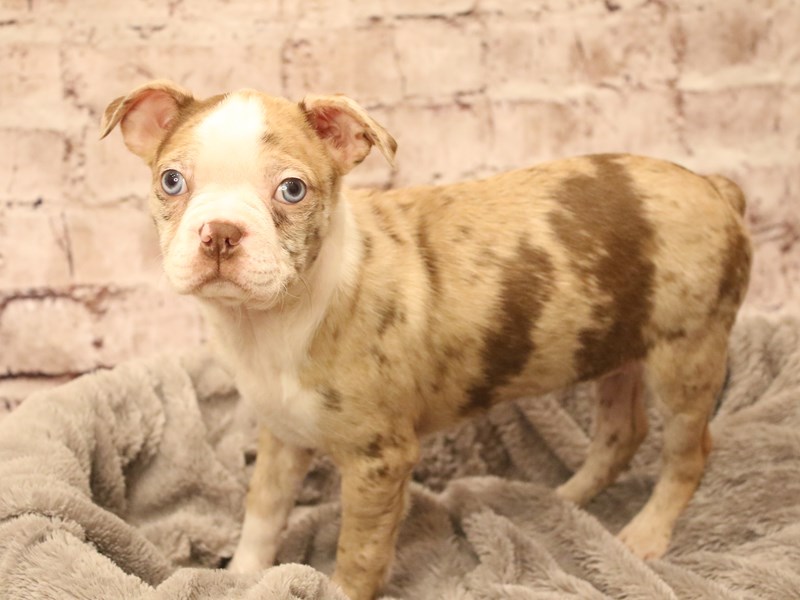 Boston Terrier- Available 3/8-DOG-Female-Red Merle-4038891-PetCenter Old Bridge