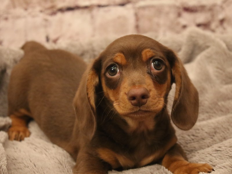 Dachshund- Available 3/8-Male-Chocolate / Tan-4038883-PetCenter Old Bridge