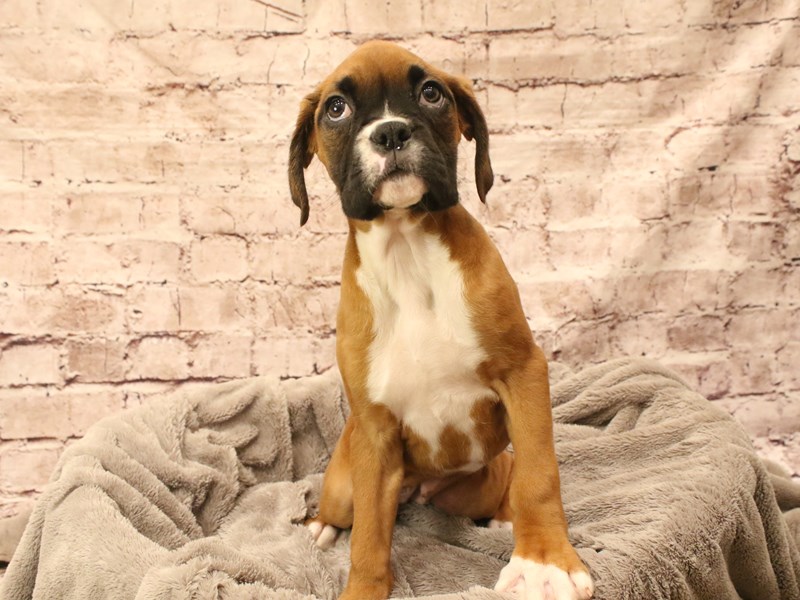 Boxer- Available 3/8-Female-Fawn-4038880-PetCenter Old Bridge