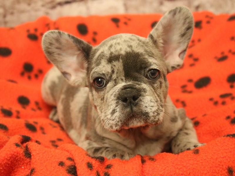 French Bulldog- Available 3/8-Male-Lilac Merle-4038879-PetCenter Old Bridge