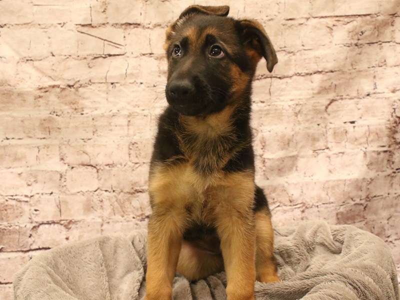 German Shepherd- Available 3/8-DOG-Female-Black / Red-4038194-PetCenter Old Bridge