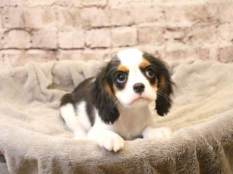 Cavalier King Charles Spaniel- Available 3/15-Male-Tri-Colored-4048650-PetCenter Old Bridge
