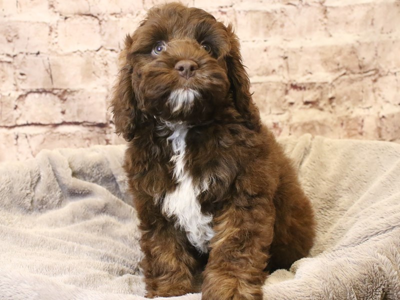 Cockapoo- Available 3/15-Male-Chocolate / White-4048647-PetCenter Old Bridge