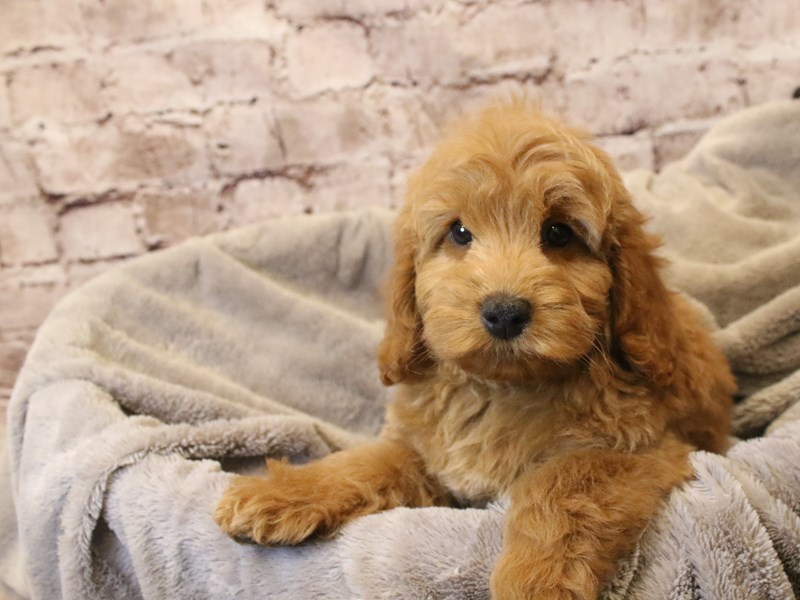 Mini Goldendoodle- Available 3/15-Female-Red-4048436-PetCenter Old Bridge