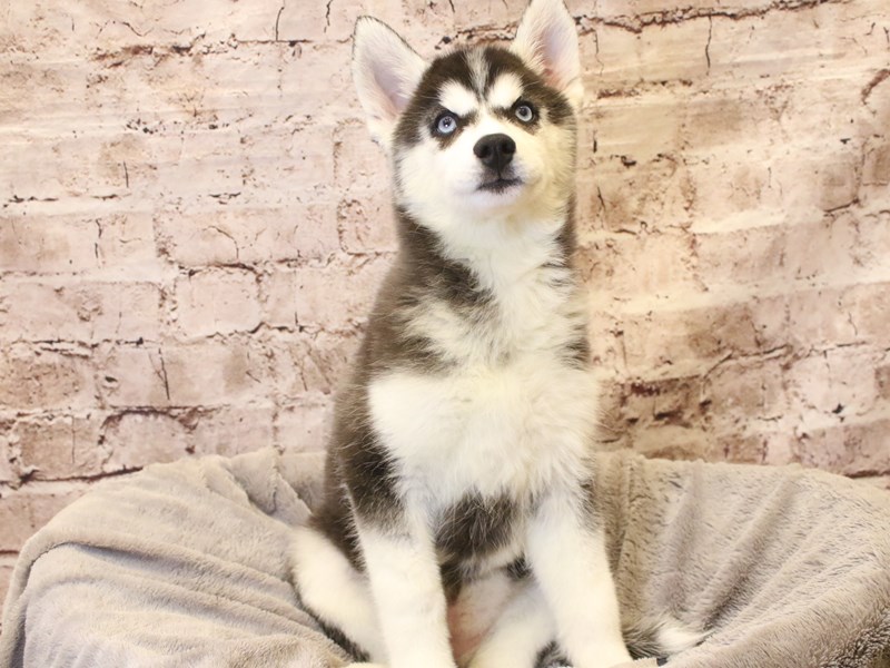 Siberian Husky- Available 3/15-DOG-Female-Black / White-4038858-PetCenter Old Bridge