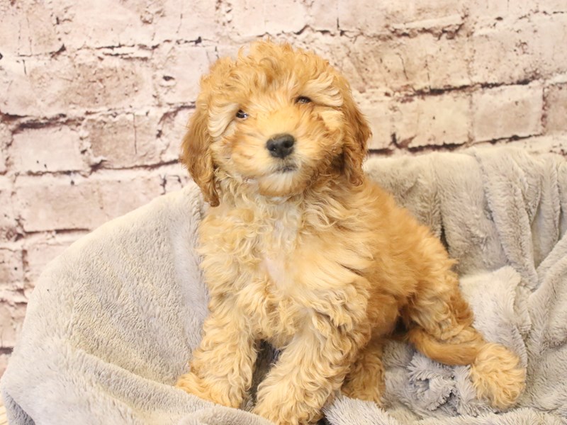 Mini Goldendoodle- Available 3/15-Female-Red-4049922-PetCenter Old Bridge