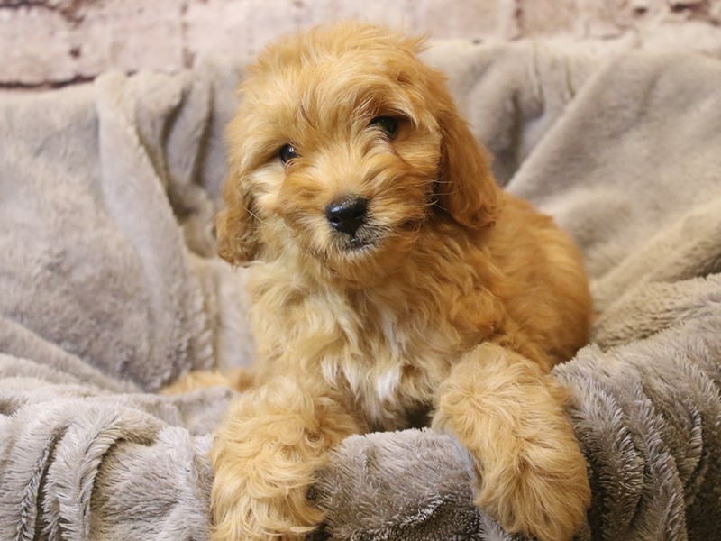 Mini Goldendoodle- Available 3/15-Male-Red-4049923-PetCenter Old Bridge