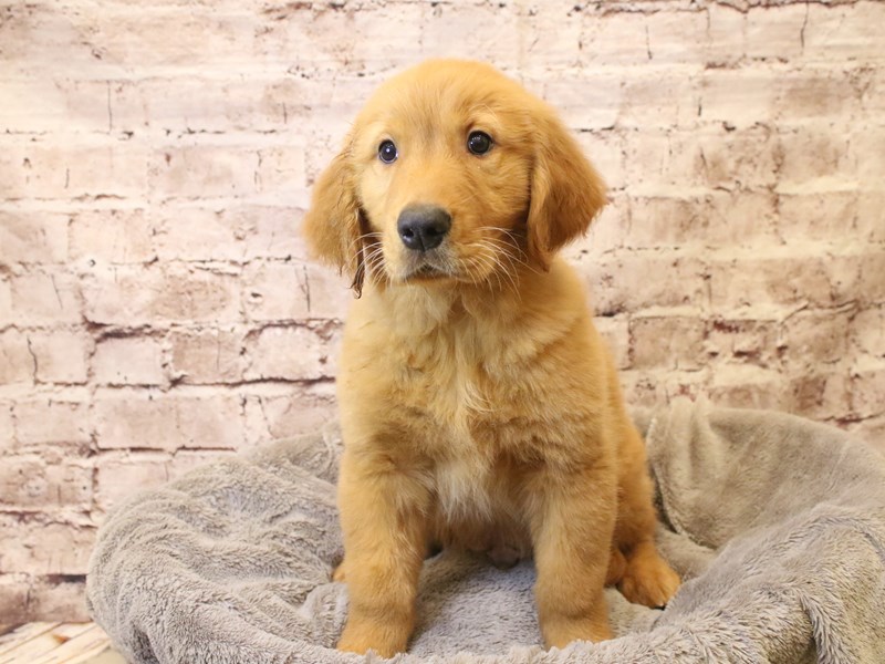 Golden Retriever- Available 3/22-Male-Red-4058736-PetCenter Old Bridge