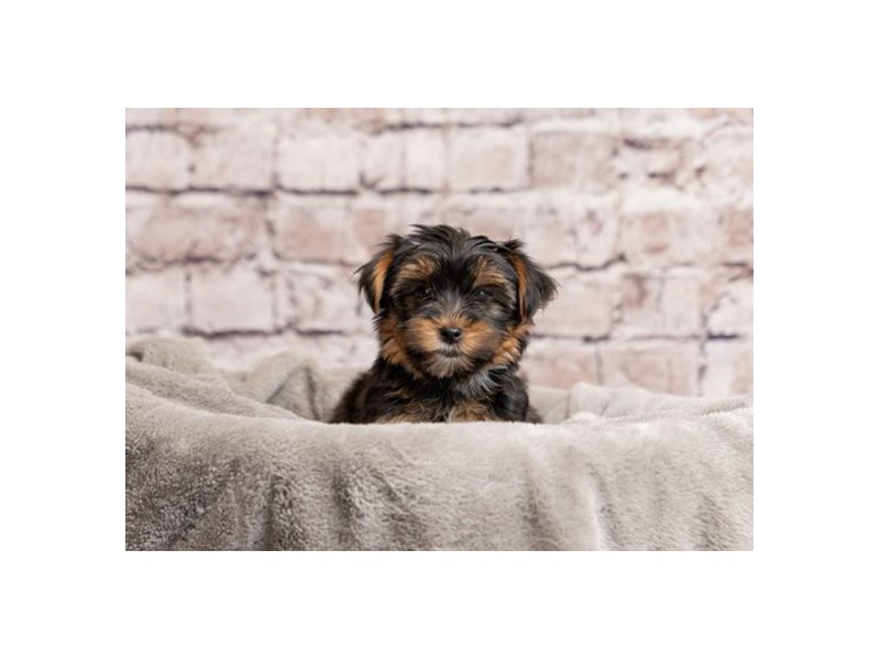 Yorkshire Terrier- Available 3/29-DOG-Female-Black and Tan-4070048-PetCenter Old Bridge