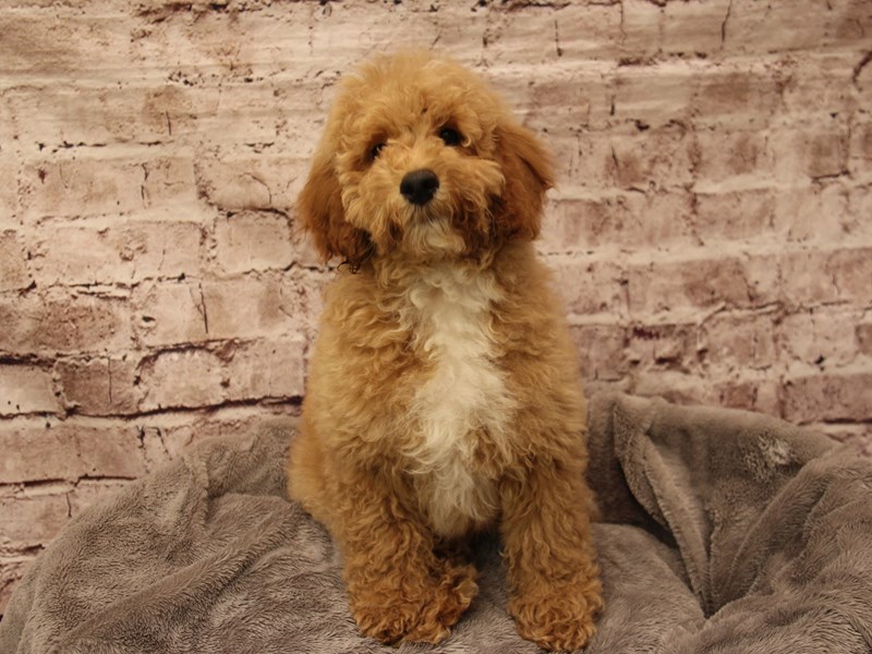 Mini Goldendoodle- Available 2/1-Male-Brown-3987899-PetCenter Old Bridge