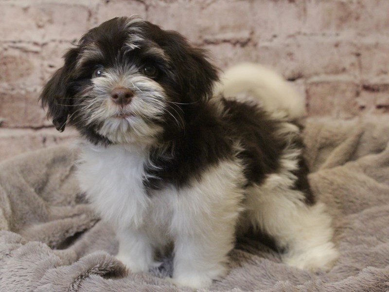 Havanese- Available 3/8-Male-Chocolate-4038196-PetCenter Old Bridge
