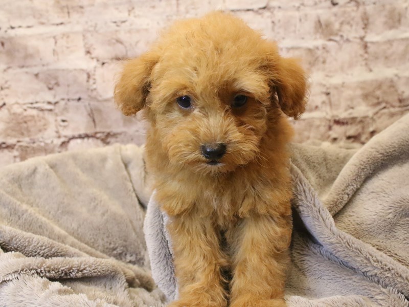 Poodle- Available 3/15-Male-Red-4048435-PetCenter Old Bridge