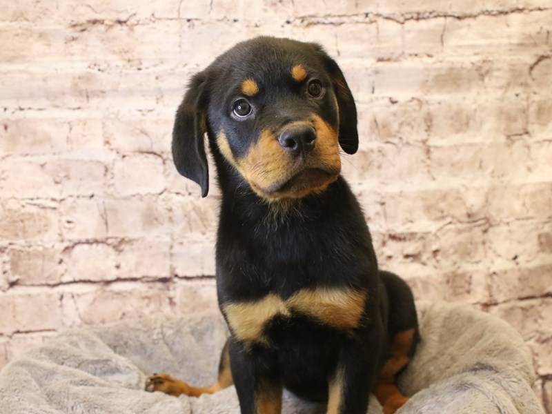 Rottweiler- Available 3/22-DOG-Female-Black / Tan-4039229-PetCenter Old Bridge
