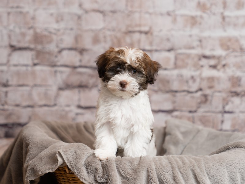 Havanese- Available 3/29-Male-Brown / White-4068903-PetCenter Old Bridge